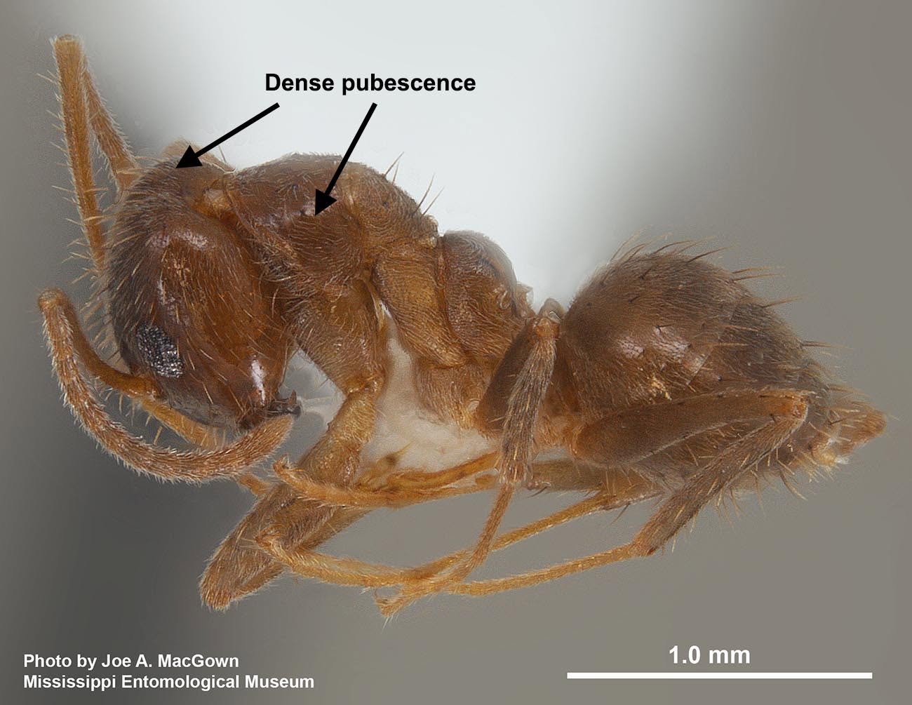 Tawny Crazy Ants Confirmed in Three Mississippi Pine Belt Counties