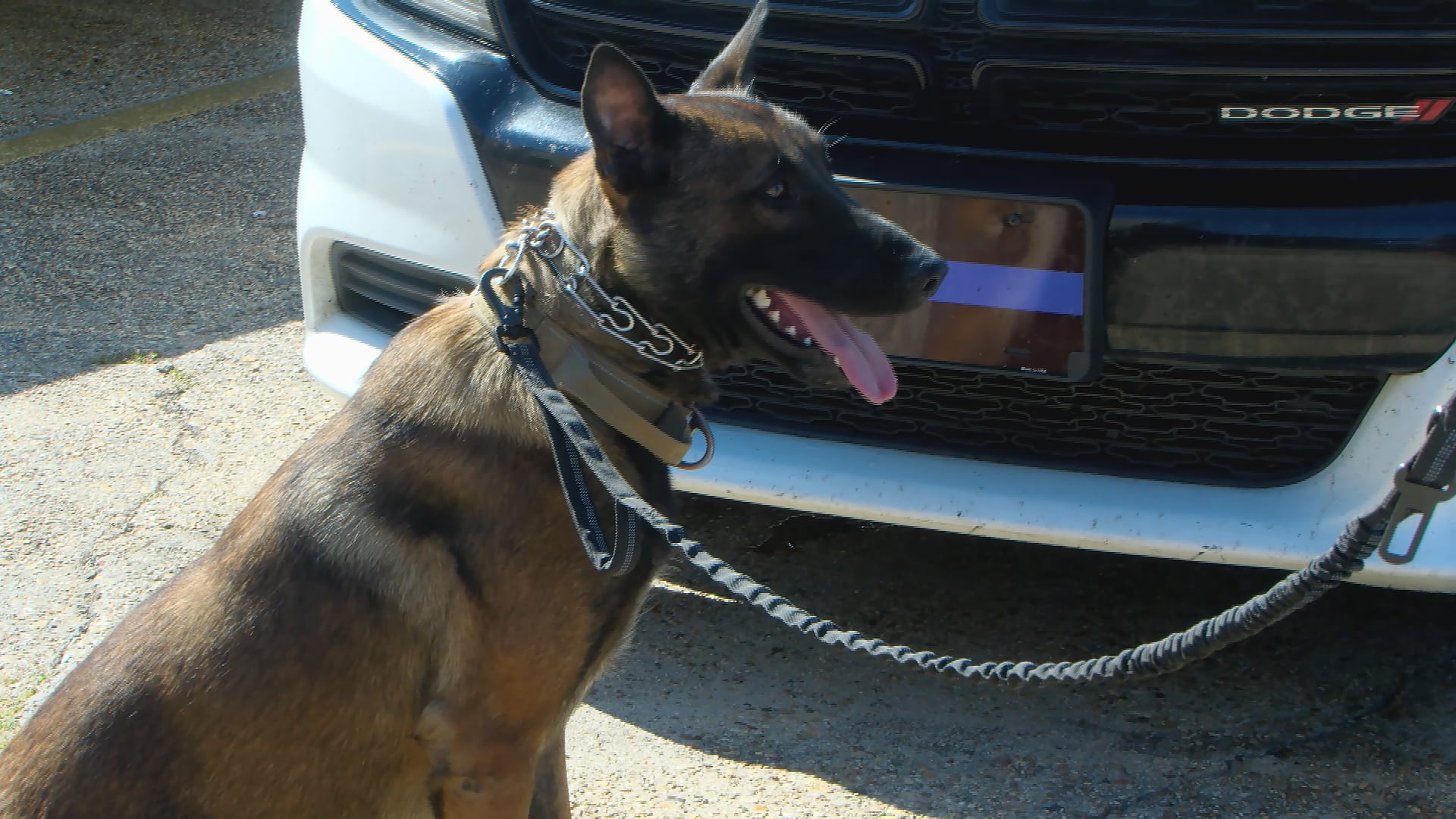 Laurel Police Department Adds K-9 Recruit Tuff