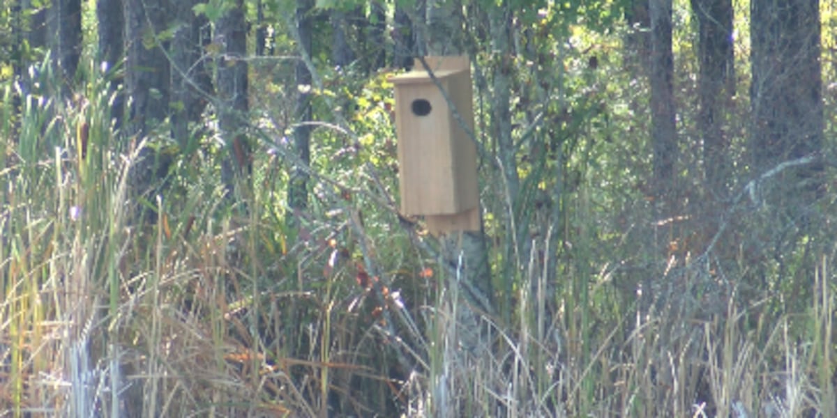 Marion County Ducks Unlimited places first of its duck houses at Lake Columbia