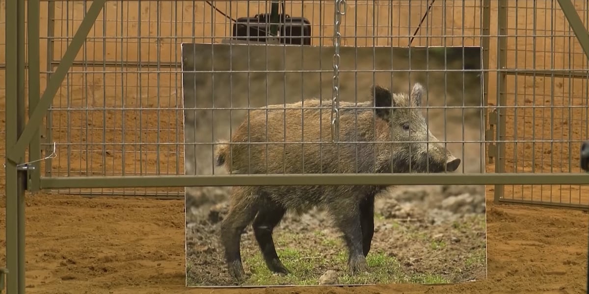 Hog From Send Help Problems with wild hogs? This program could help