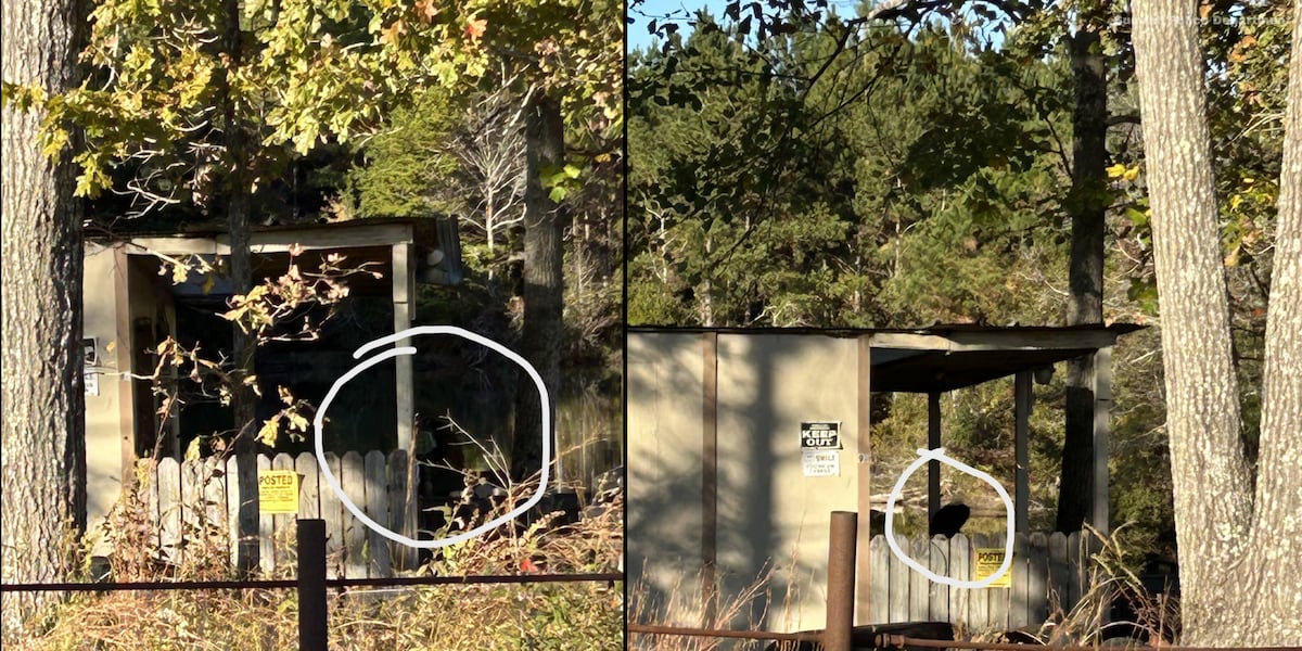 Monkeys on the loose in Jasper County