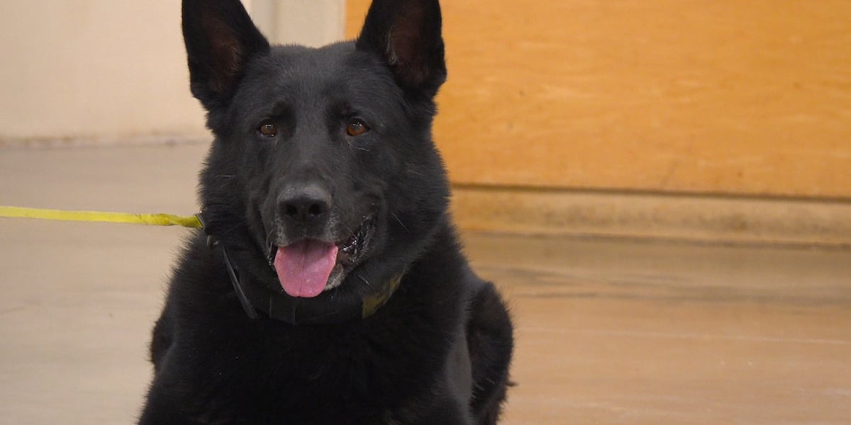 Forrest County K9 team earns Top Dog honors at statewide law enforcement competition