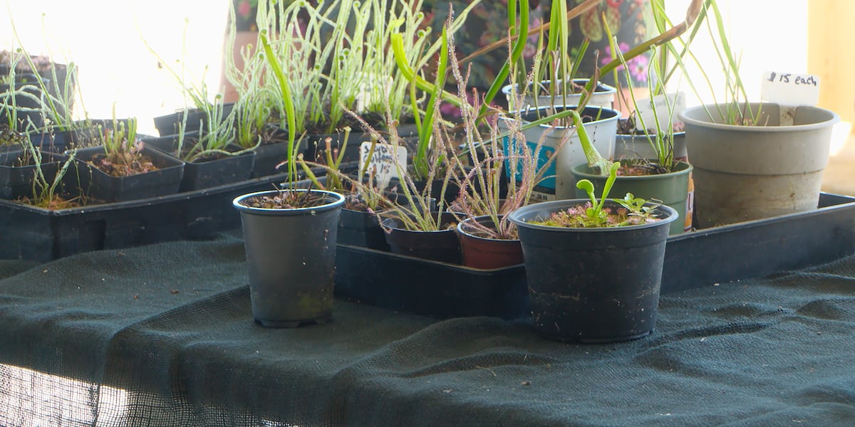 ‘Ini seperti warisan’: Tips untuk tukang kebun pemula yang ingin berbunga