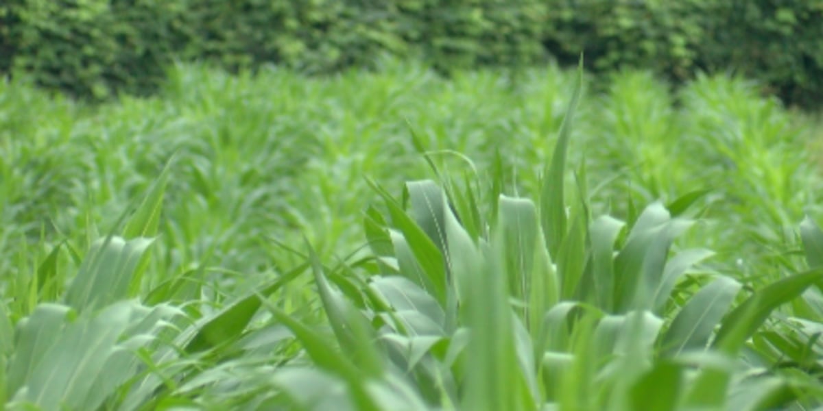 Non-profit ‘Seeds of Hope’ growing new crop of corn, potatoes for local food pantries