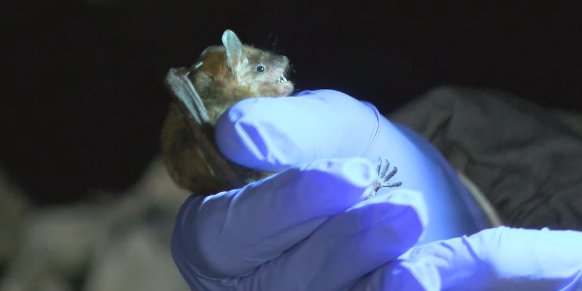 Bat Brain Rabies Testing Bat tests positive for rabies in Mississippi, two puppies in quarantine
