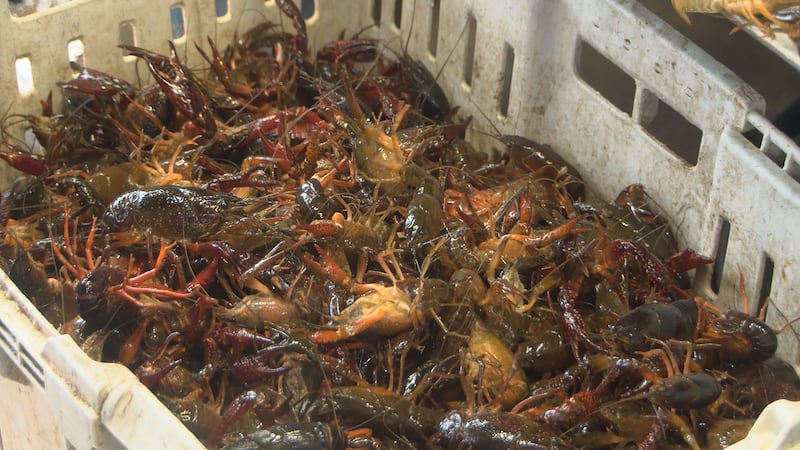 Can Crawfish Survive Cold Weather: Essential Survival Facts Revealed