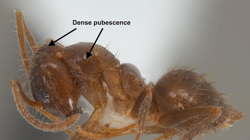 The ants are an invasive species from South America.