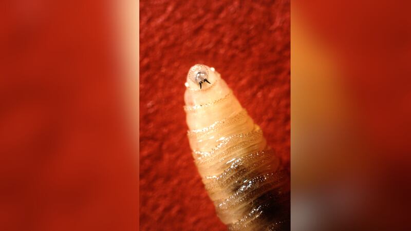 FILE - A New World screwworm larvae sits at rest in this undated photo.