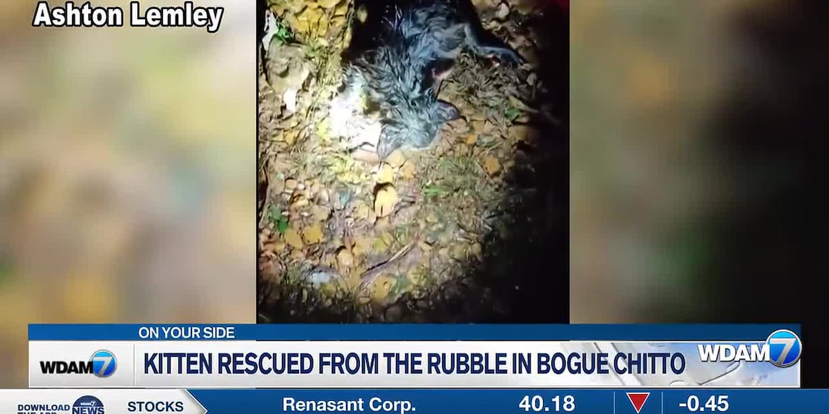 WATCH: Kitten rescued from storm rubble in Bogue Chitto