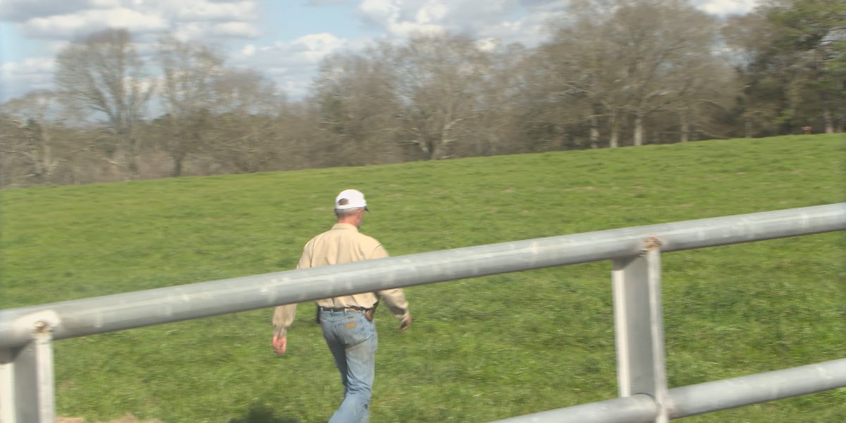 Trump tariffs could impact prices in Mississippi; farmers on the fence about local impact Trump tariffs could impact prices in Mississippi; farmers on the fence about local impact