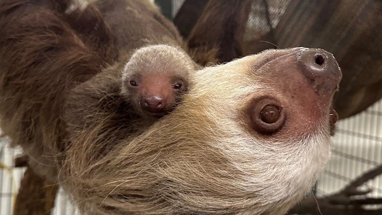 New Year, new resident: Zoo welcomes adorable baby sloth